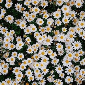 Meet your Posher, Ngun